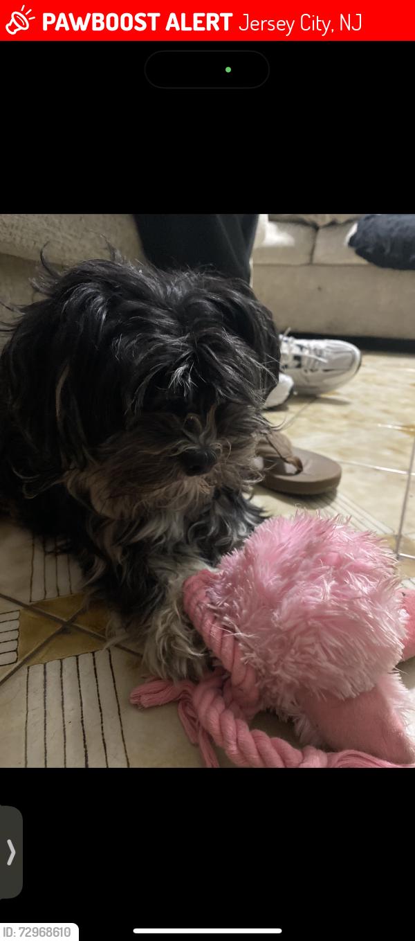 Lost Female Dog last seen Near Columbus park , Jersey City, NJ 07305
