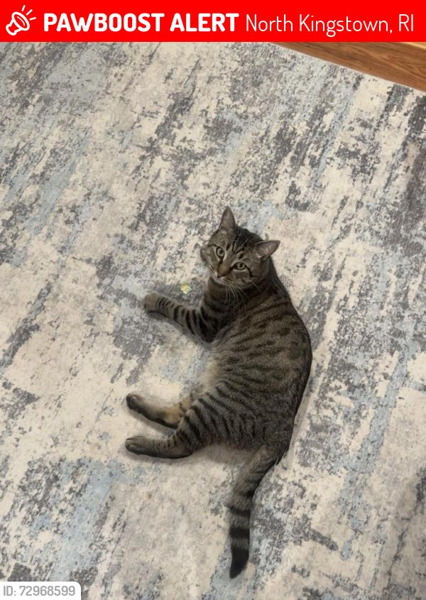 Lost Male Cat last seen Sweet meadow Drive , North Kingstown, RI 02852