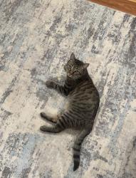 Lost Male Cat last seen Sweet meadow Drive , North Kingstown, RI 02852