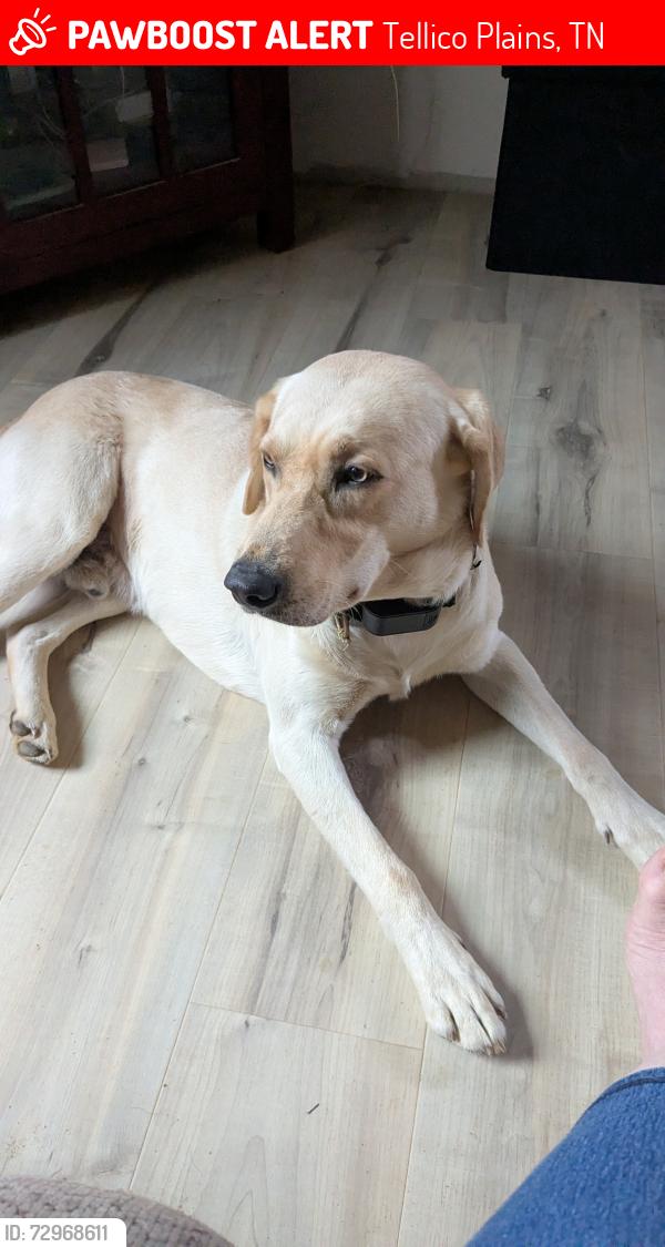 Lost Male Dog last seen Eleazer, Hwy 68, Tellico Plains, TN 37385