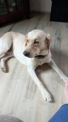 Lost Male Dog last seen Eleazer, Hwy 68, Tellico Plains, TN 37385