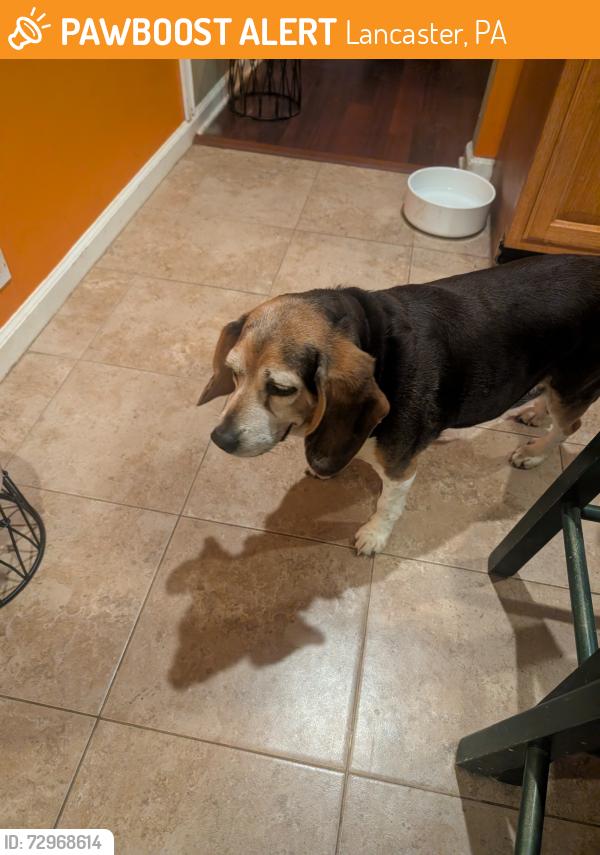 Found/Stray Female Dog last seen Near Holly Lane Lancaster PA , Lancaster, PA 17602