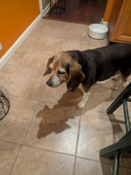 Found/Stray Female Dog last seen Near Holly Lane Lancaster PA , Lancaster, PA 17602