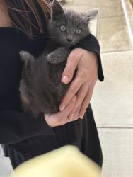 Found/Stray Female Cat last seen Near Westminster, Avondale Heights, VIC 3034