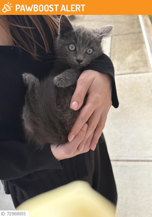 Found/Stray Female Cat last seen Near Westminster, Avondale Heights, VIC 3034