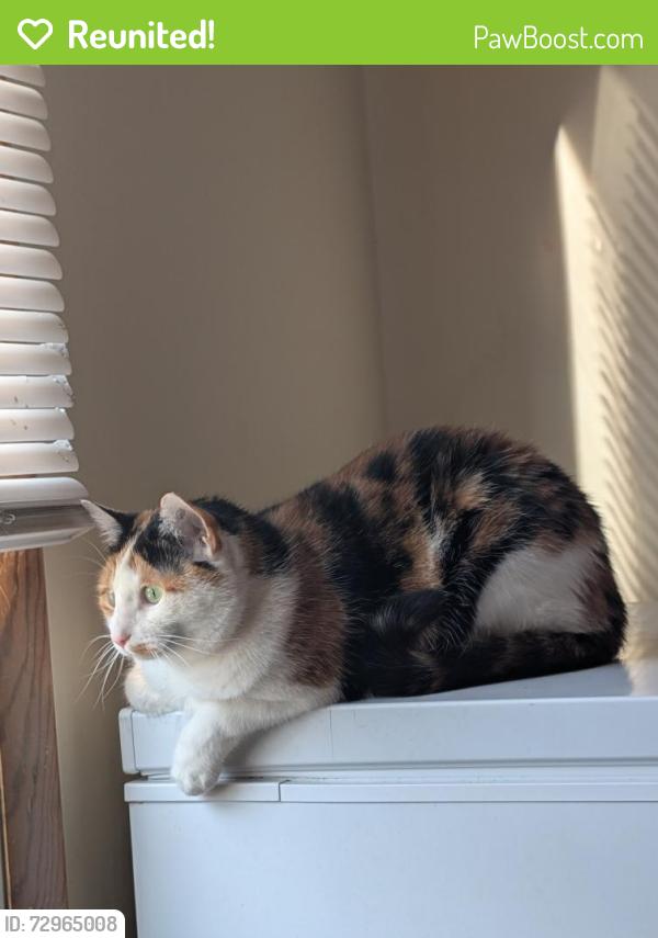 Reunited Female Cat last seen Tomcats pawn shop, Bloomington, IN 47404