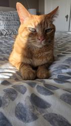 Reunited Male Cat last seen Chaves Avenue, between Evelyn Way and Del Sur Avenue, San Francisco, CA 94127