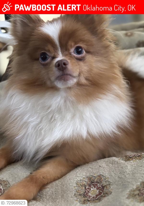 Lost Female Dog last seen Near youngs, Oklahoma City, OK 73159