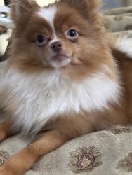 Lost Female Dog last seen Near youngs, Oklahoma City, OK 73159