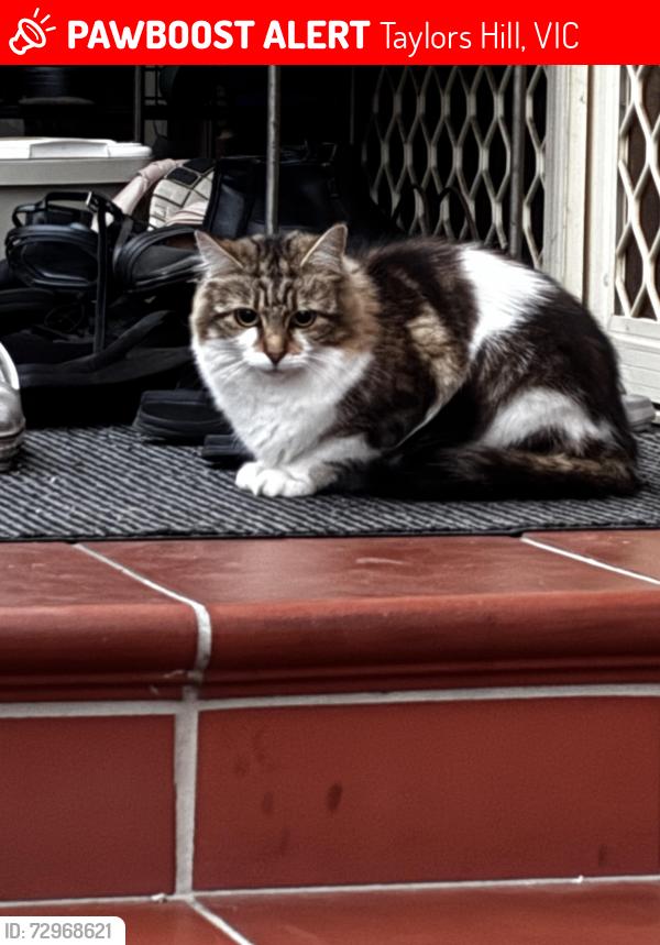 Lost Female Cat last seen Nicholson Tce, Taylors Hill, VIC 3037