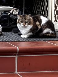 Lost Female Cat last seen  Nicholson Tce , Taylors Hill, VIC 3037