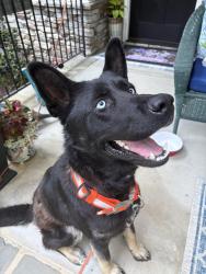 Found/Stray Male Dog last seen Vesterby Drive, Creedmoor (Wake Forest line), Granville County, NC 27522