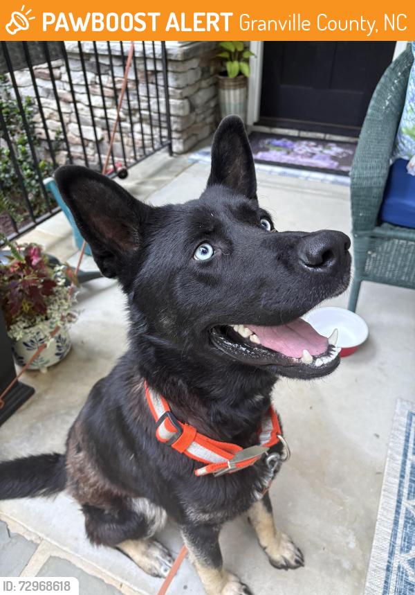Found/Stray Male Dog last seen Vesterby Drive, Creedmoor (Wake Forest line), Granville County, NC 27522