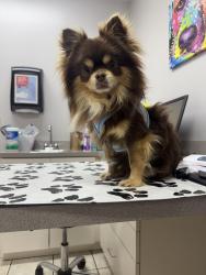 Reunited Male Dog last seen S cobb drive , Smyrna, GA 30082