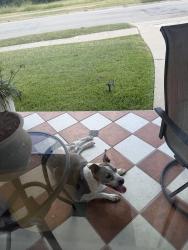 Found/Stray Female Dog last seen Front porch, Killeen, TX 76549