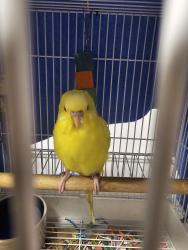 Found/Stray Male Bird last seen Table Mesa/ Broadway , Boulder, CO 80305