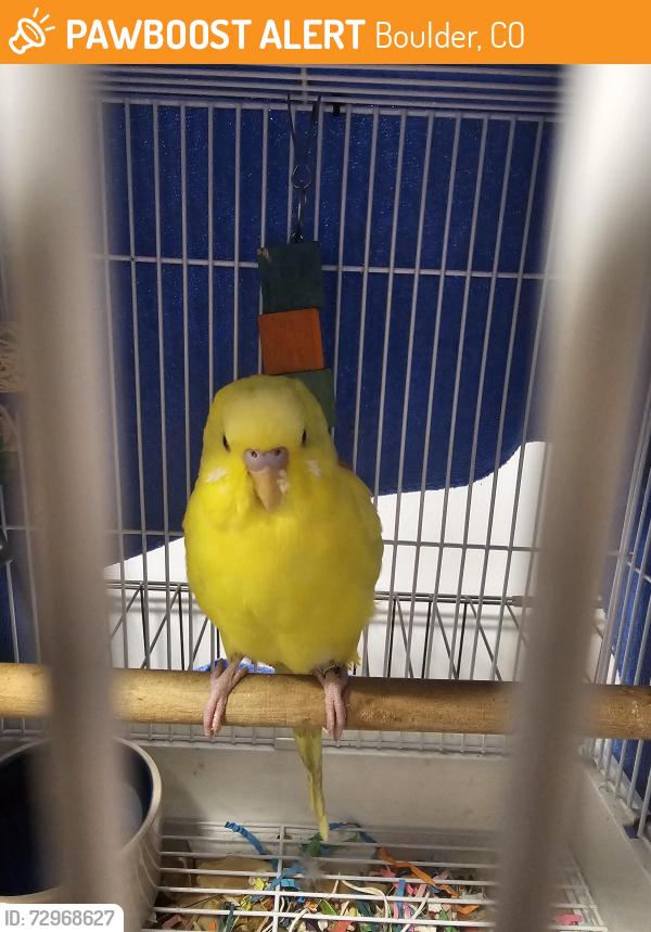 Found/Stray Male Bird last seen Table Mesa/ Broadway , Boulder, CO 80305