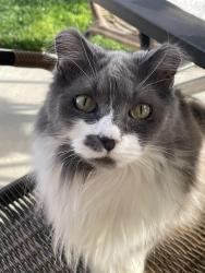 Lost Male Cat last seen Echohawk and Snocreek Dr, Eagle, ID 83616