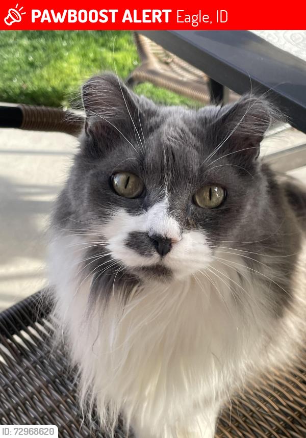Lost Male Cat last seen Echohawk and Snocreek Dr, Eagle, ID 83616