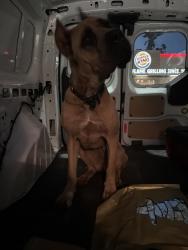 Reunited Female Dog last seen Crosstimbers st Houston, Tx 77028, Houston, TX 77093