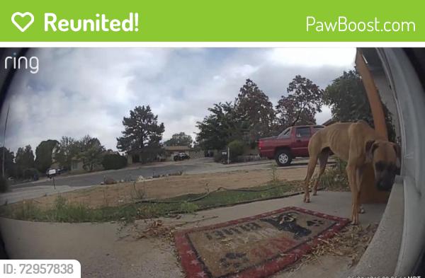 Reunited Unknown Dog last seen Morris St NE & Indian School Rd NE, Albuquerque, NM 87112, USA, Albuquerque, NM 87112
