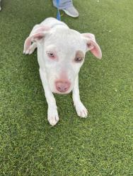Found/Stray Female Dog last seen West oaks, San Antonio, TX 78249