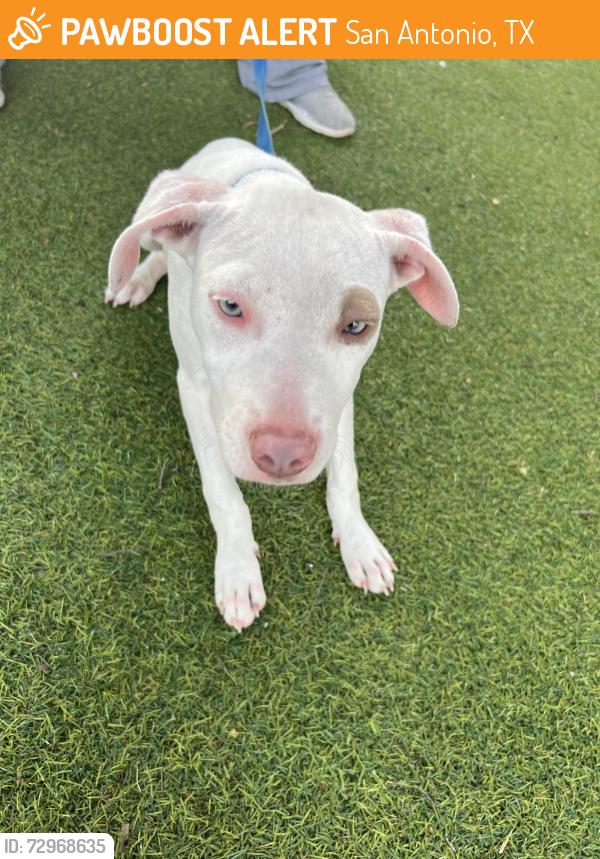 Found/Stray Female Dog last seen West oaks, San Antonio, TX 78249
