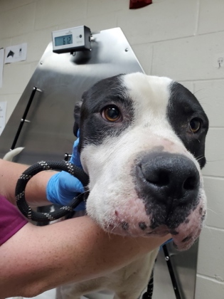 Shelter Stray Male Dog last seen Charleston, SC 29492, North Charleston, SC 29406