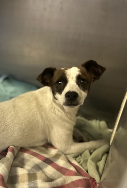Shelter Stray Female Dog last seen Madera County, CA , Madera, CA 93637