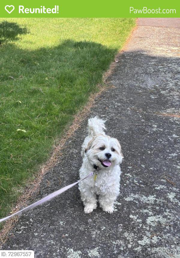Reunited Male Dog last seen Alban Rd, Newton, MA 02468