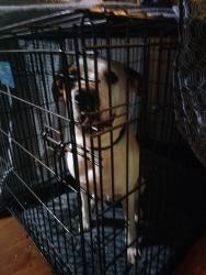 Found/Stray Male Dog last seen Fondulac/Barbashela drive, DeKalb County, GA 30088