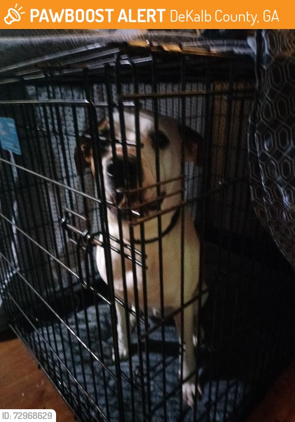 Found/Stray Male Dog last seen Fondulac/Barbashela drive, DeKalb County, GA 30088