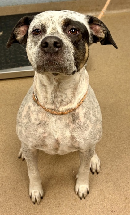 Shelter Stray Male Dog last seen Near Waldrop Trail, 30034, GA, Atlanta, GA 30341