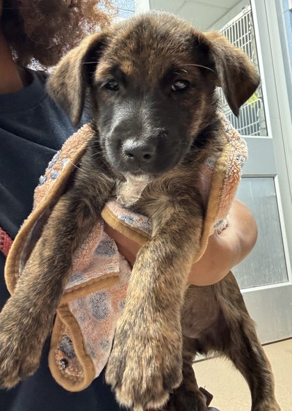 Shelter Stray Male Dog last seen Near Woodham Way SE, Atlanta, GA 30316, 30316, GA, Atlanta, GA 30341
