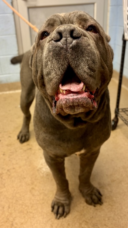 Shelter Stray Male Dog last seen Near Creek Stone Ln, 30087, GA, Atlanta, GA 30341