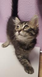 Shelter Stray Male Cat last seen El Paso, TX 79915, Fort Bliss, TX 79906