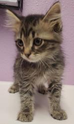 Shelter Stray Female Cat last seen El Paso, TX 79915, Fort Bliss, TX 79906