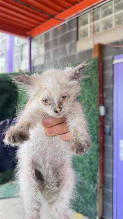 Shelter Stray Female Cat last seen El Paso, TX 79907, Fort Bliss, TX 79906