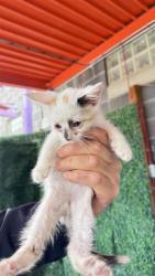 Shelter Stray Female Cat last seen El Paso, TX 79907, Fort Bliss, TX 79906