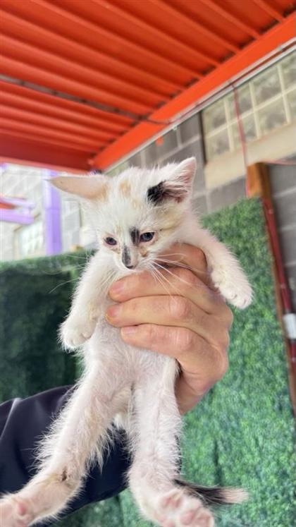 Shelter Stray Female Cat last seen El Paso, TX 79907, Fort Bliss, TX 79906