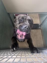Shelter Stray Male Dog last seen Oakland, CA 94606, Oakland, CA 94601