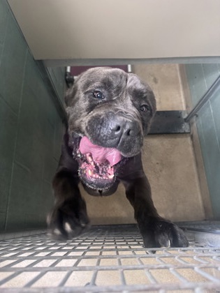 Shelter Stray Male Dog last seen Oakland, CA 94606, Oakland, CA 94601