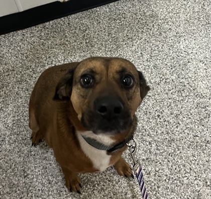 Shelter Stray Female Dog last seen NE 93rd CT, 64155, MO, Kansas City, MO 64132
