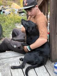 Found/Stray Female Dog last seen Gunter Lake Road, Sanford, NC 27332
