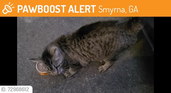 Found/Stray Unknown Cat last seen Vineyard Way & Chateau Ct SE, Smyrna, GA 30082