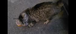 Found/Stray Unknown Cat last seen Vineyard Way & Chateau Ct SE, Smyrna, GA 30082