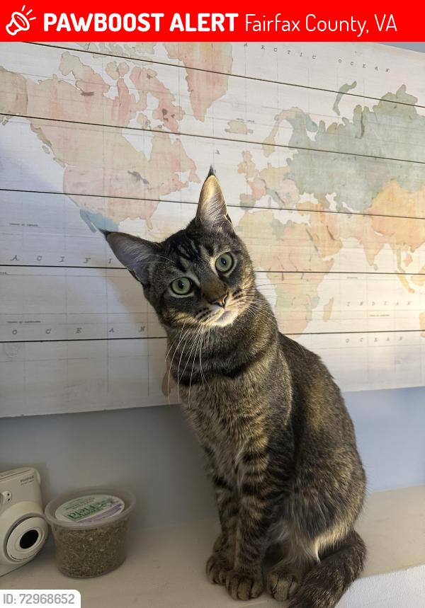 Lost Male Cat last seen Garden stone ln, Fairfax County, VA 22031