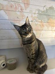 Lost Male Cat last seen Garden stone ln, Fairfax County, VA 22031