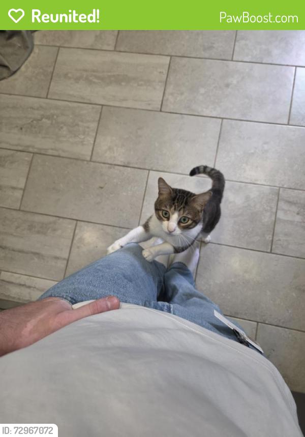 Reunited Male Cat last seen Near NW 15th St, Oklahoma City, OK 73107, USA, Oklahoma City, OK 73107