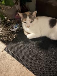 Found/Stray Female Cat last seen Dixie Hwy, Hollywood, FL 33020